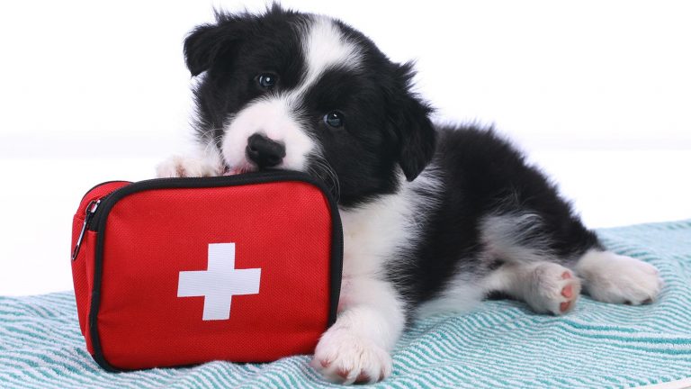 کیف کمک های اولیه برای حیوانات